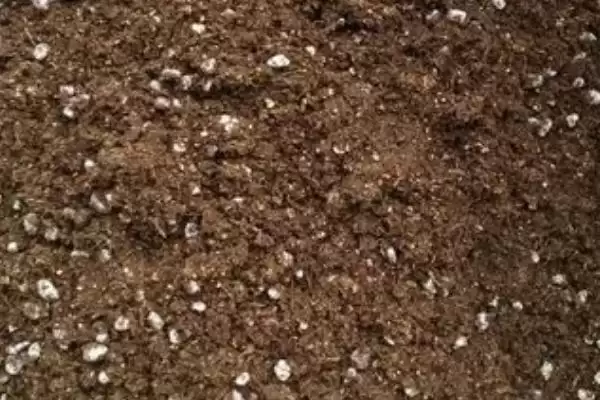 育玉米苗需哪种育苗盘(育玉米苗适合用哪种育苗盘)?插图2 育玉米苗需哪种育苗盘(育玉米苗适合用哪种育苗盘)?插图2