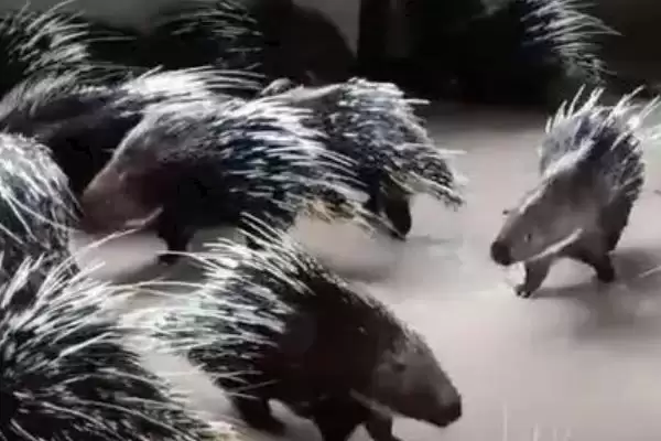 养殖豪猪的销路(养殖豪猪的销路在哪里)？插图2