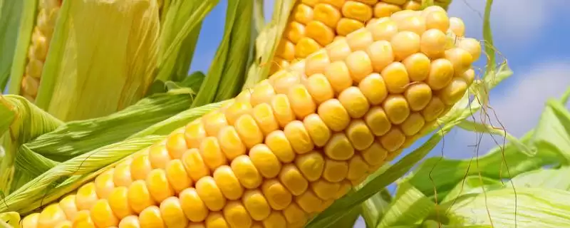 郑白甜糯5号玉米种啥情况(郑白甜糯5号玉米种适宜播种期夏播)?-会东网