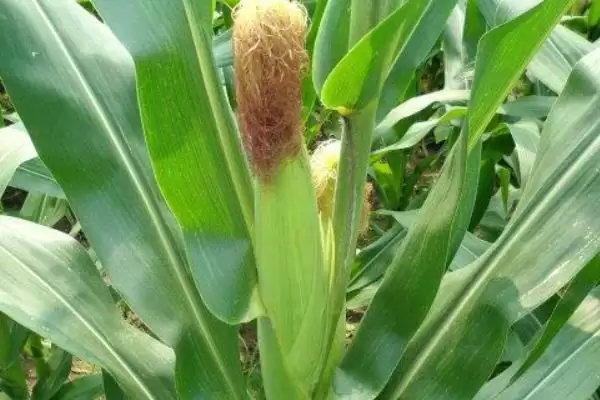 兆香糯3号玉米种子有啥特点(兆香糯3号玉米种子注意防涝抗旱及病虫防治)？插图3