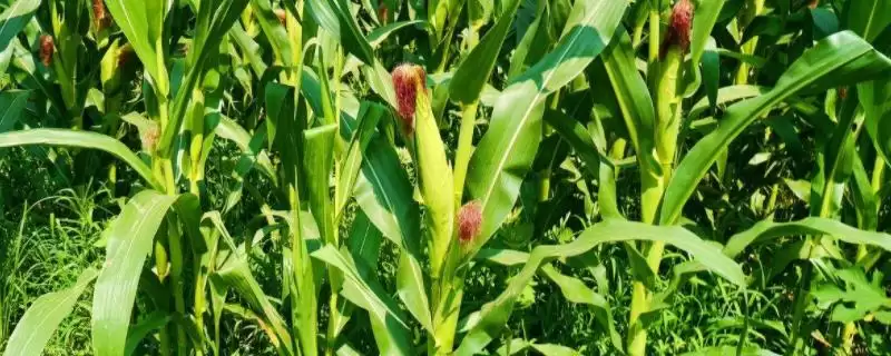 正大615玉米品种啥情况(正大615玉米品种高抗矮花叶病(1级))？-会东网