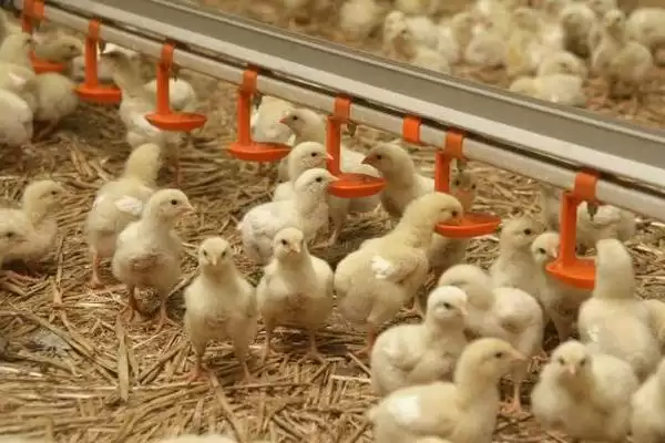 小鸡喂食方法及每天喂食次数要点？插图2