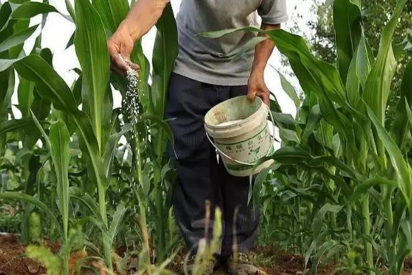 玉米什么时候追肥(玉米追肥的最佳时期是什么时候)？插图1
