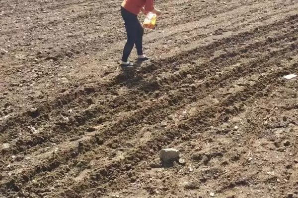 玉米种子翌年能不能用(玉米种子第二年还能否使用)?插图4 玉米种子翌年能不能用(玉米种子第二年还能否使用)?插图4