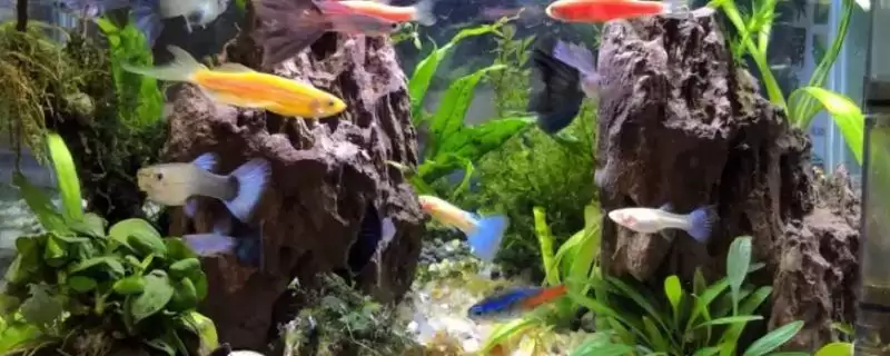 鱼为什么一直上下狂游(鱼上下狂游的原因是什么)？-会东网