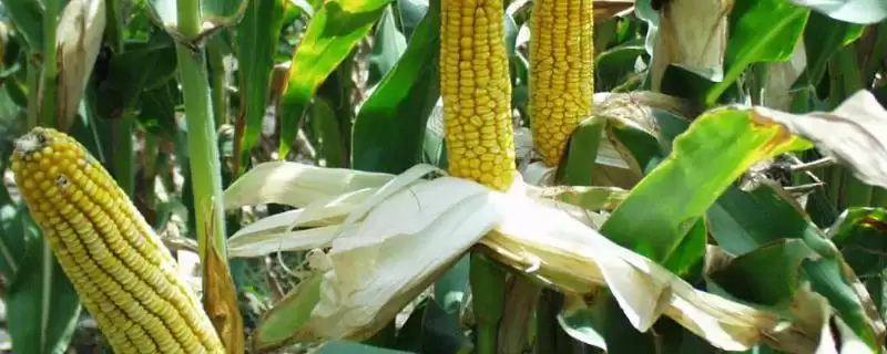 鑫星321玉米品种简介及适宜密度要点？-会东网