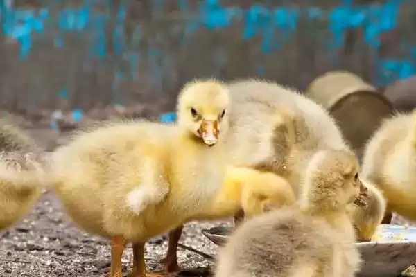 小鹅主食介绍：熟米饭、莴苣叶等食物要点？插图3