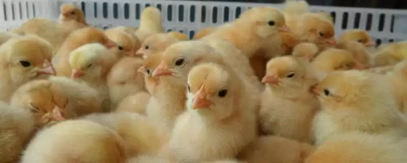 小鸡仔30天生长重量及相关要点?-会东网