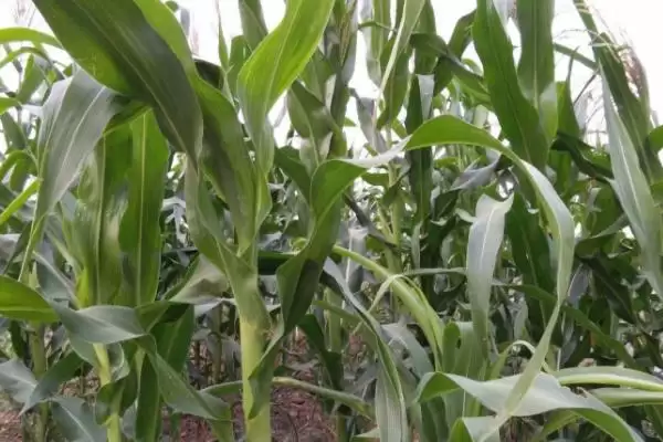 先玉335玉米种子简介及参照当地播期要点?插图1 先玉335玉米种子简介及参照当地播期要点?插图1