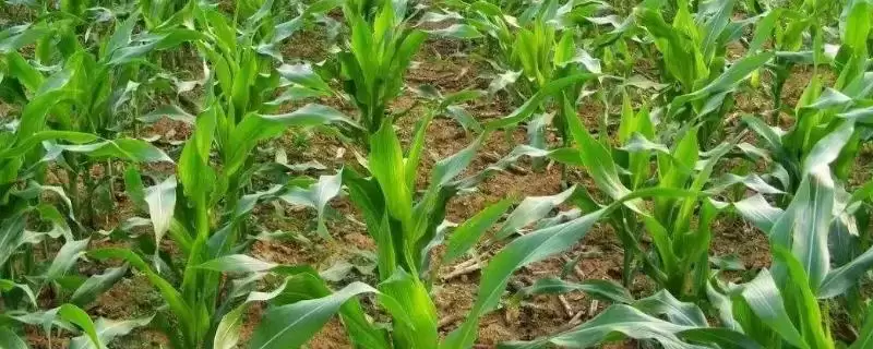 粤白甜糯8号玉米种简介(粤白甜糯8号玉米种情况怎样简介)？-会东网