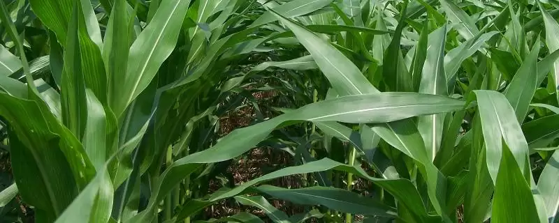 郑单819玉米种啥情况(郑单819玉米种注意防治瘤黑粉病)？-会东网