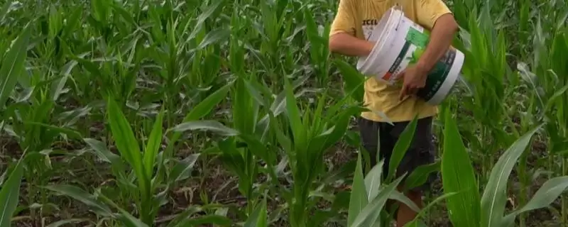 种玉米每亩施肥多少(种玉米每亩施入有机肥不可低于4000公斤)？-会东网