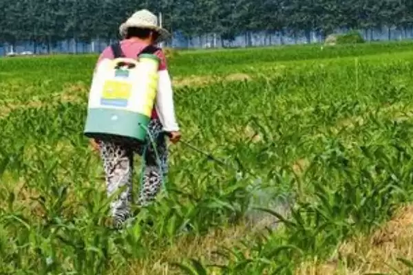 玉米控旺剂能和杀虫剂一起用吗(玉米控旺剂能否与杀虫剂混用)？插图1