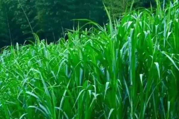 种草十亩地能养多少牛(种草十亩地产量高的话能养30头牛左右)？插图4