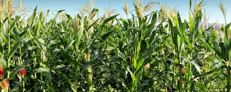 中单89玉米品种啥情况(中单89玉米品种中抗纹枯病)?-会东网