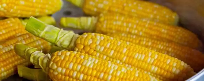 臻合1玉米种子啥情况(臻合1玉米种子中抗茎腐病)？-会东网