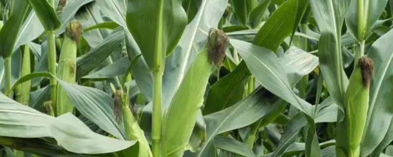 鲜甜糯918玉米种子介绍及秋播播种时间要点？-会东网