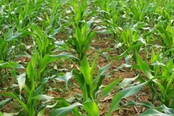 玉米丝黑穗病介绍(玉米丝黑穗病的基本情况介绍)?插图1 玉米丝黑穗病介绍(玉米丝黑穗病的基本情况介绍)?插图1