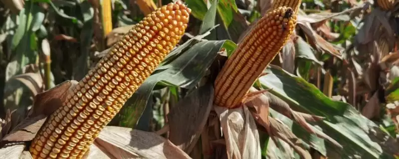 玉草4号玉米种子特点(玉草4号玉米种子具备哪些特点)？-会东网