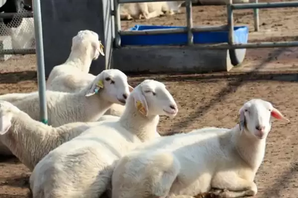 羊怎样养长得快(养羊长得快首先要选择生长速度较快的羊品种)?插图5 羊怎样养长得快(养羊长得快首先要选择生长速度较快的羊品种)?插图5