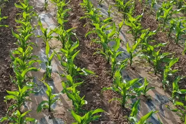 正大769玉米种子啥情况(正大769玉米种子生育期间及时中耕除草)？插图2