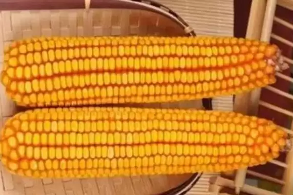 珍彩甜糯608玉米品种有啥特性(珍彩甜糯608玉米品种以充分发挥品种特性)？插图1