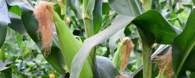 长虹1号玉米种子有啥特点(长虹1号玉米种子中抗纹枯病)？-会东网