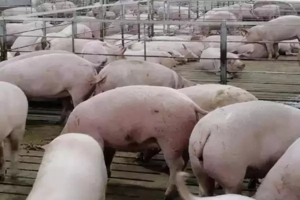 养猪需要办理什么手续(养猪需办哪些手续)？插图4