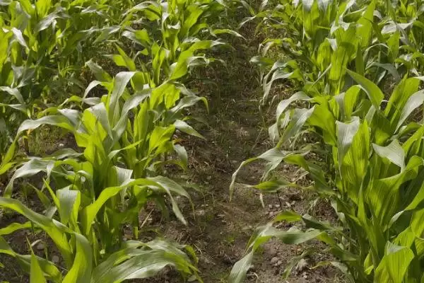 玉米的种植时间(玉米的适宜种植时间是什么时候)?插图3 玉米的种植时间(玉米的适宜种植时间是什么时候)?插图3