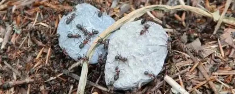 怎么人工养殖蚂蚁(人工养殖蚂蚁的方法和步骤有哪些)?-会东网
