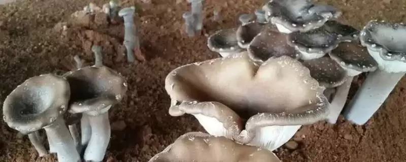 猪肚菇是什么菌类(猪肚菇是一种较常见的野生食用菌)?-会东网