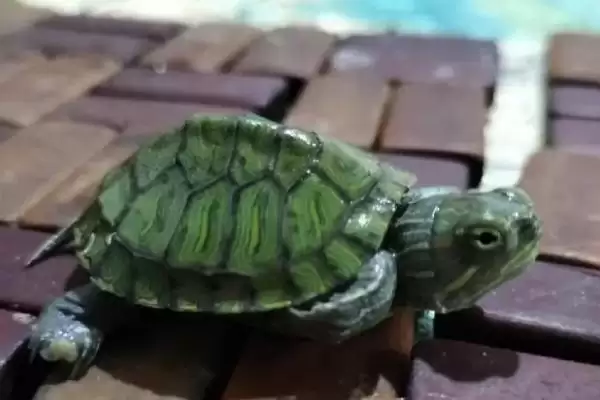 小乌龟食物介绍:虾肉、鱼肉等适合生长要点?插图3 小乌龟食物介绍:虾肉、鱼肉等适合生长要点?插图3