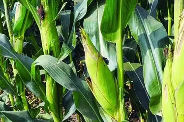 中泰737玉米种啥情况(中泰737玉米种出苗至成熟约126天左右)?插图3 中泰737玉米种啥情况(中泰737玉米种出苗至成熟约126天左右)?插图3
