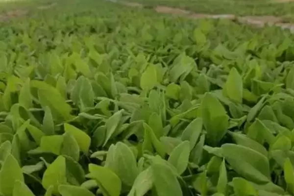 作物的营养临界期相关介绍，是指对养分没有太多需求、但缺少养分会导致发育不良的时期？插图1