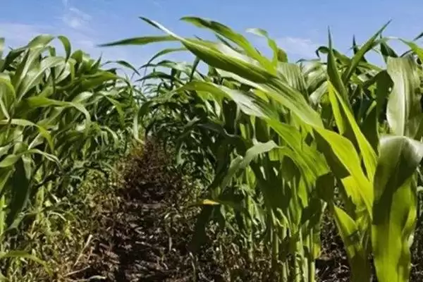 众星玉1号玉米品种有啥特性(众星玉1号玉米品种生育期117.1天)?插图3 众星玉1号玉米品种有啥特性(众星玉1号玉米品种生育期117.1天)?插图3