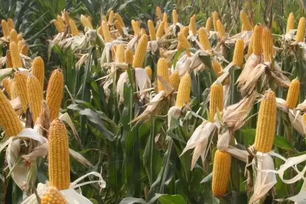 郑白甜糯5号玉米种啥情况(郑白甜糯5号玉米种适宜播种期夏播)?插图3 郑白甜糯5号玉米种啥情况(郑白甜糯5号玉米种适宜播种期夏播)?插图3