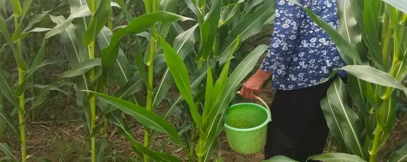 种玉米施什么肥好(种玉米整个生长周期对氮肥需求量最多)?-会东网
