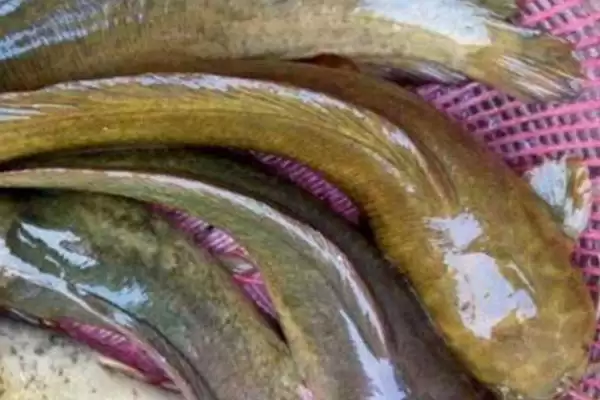 怎么养殖大口鲶(养殖大口鲶的方法和注意事项有哪些)？插图7