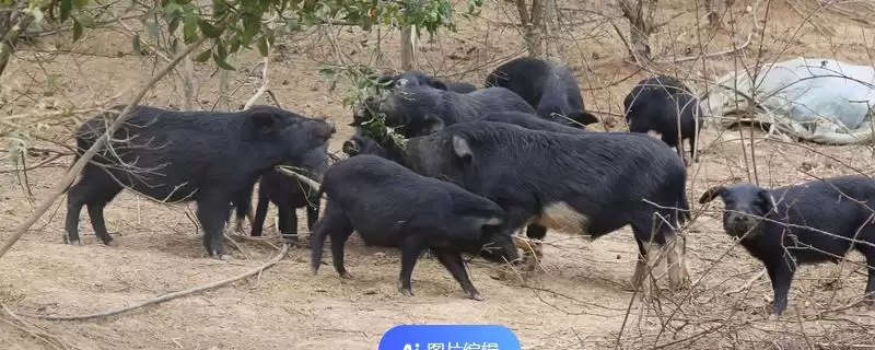 小香猪养殖方法及每圈饲养数量要点？-会东网