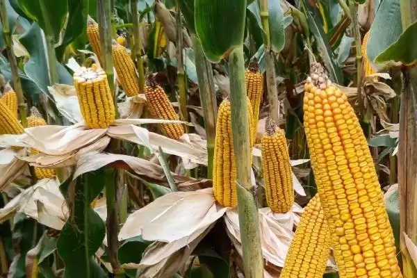 云金2号玉米种子简介(云金2号玉米种子情况如何简介)？插图2