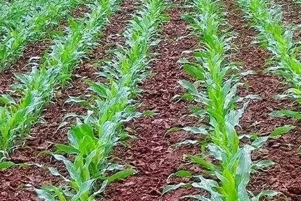 玉米苗被水淹黄了怎么办(玉米苗被水淹黄后如何处理)？插图1