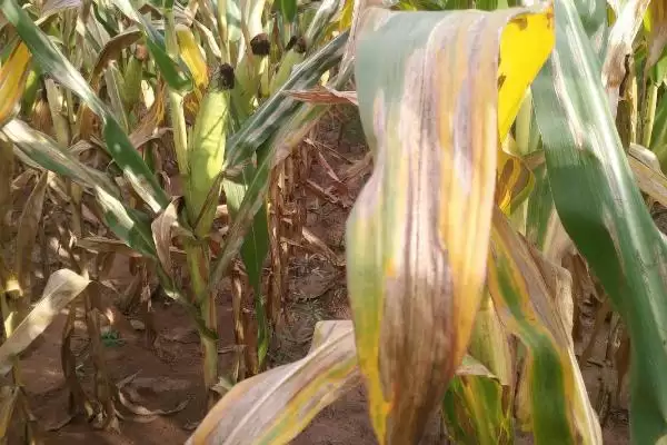 玉米圆斑病的症状(玉米圆斑病的症状表现有哪些)?插图2 玉米圆斑病的症状(玉米圆斑病的症状表现有哪些)?插图2