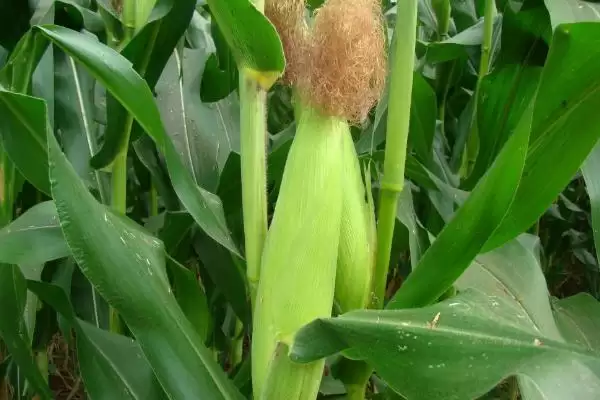 足玉088(试验名称:足玉088)玉米种子有啥特点(足玉088玉米种子区试平均生育期131天)?插图3 足玉088(试验名称:足玉088)玉米种子有啥特点(足玉088玉米种子区试平均生育期131天)?插图3