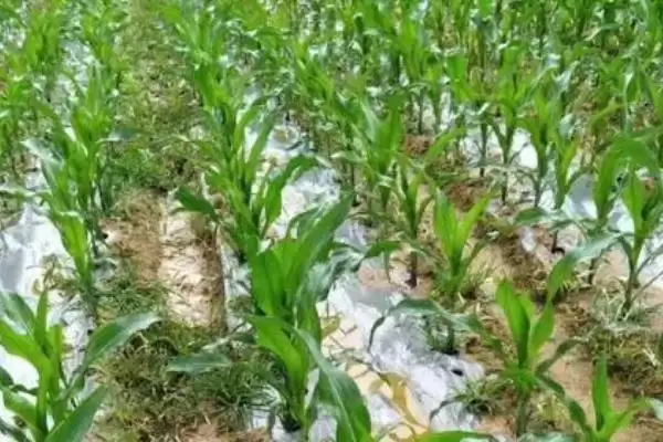 夏玉米苗期管理技术及水肥和病虫害防治要点？插图1