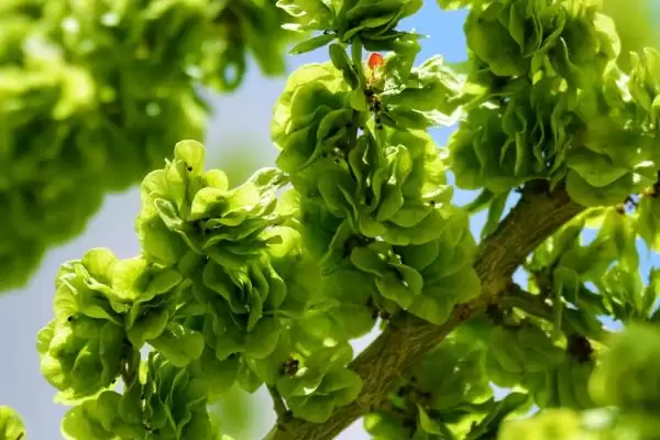 榆钱可以吃吗(榆钱是否可以食用)?插图1 榆钱可以吃吗(榆钱是否可以食用)?插图1