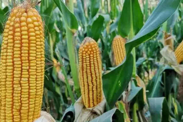 众望玉88玉米种子啥情况(众望玉88玉米种子种植介绍)？插图1