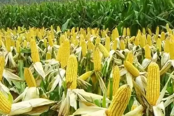 翔玉998玉米品种简介及中晚熟普通玉米品种特点？插图2