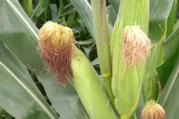 玉米穗期的管理方法(玉米穗期管理方法和要点有哪些)？插图1