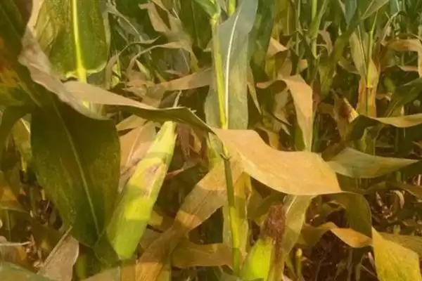 玉米锈病有哪些危害症状(玉米锈病的危害症状有哪些)？插图4