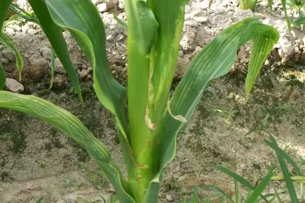 玉米丝黑穗病介绍(玉米丝黑穗病的基本情况介绍)?插图3 玉米丝黑穗病介绍(玉米丝黑穗病的基本情况介绍)?插图3